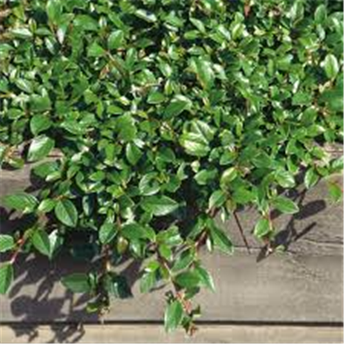 Cotoneaster dammeri