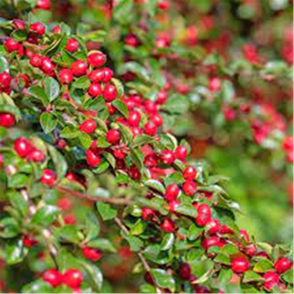 Cotoneaster horizontalis