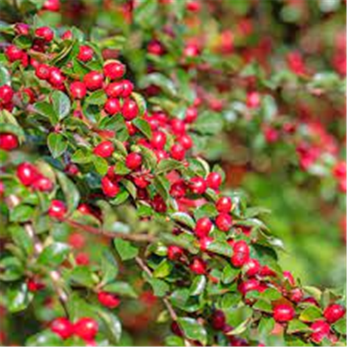 Cotoneaster horizontalis