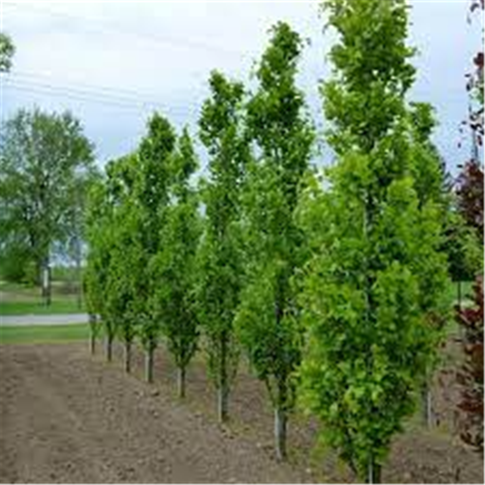 Fagus sylvatica 'Pyramidalis'