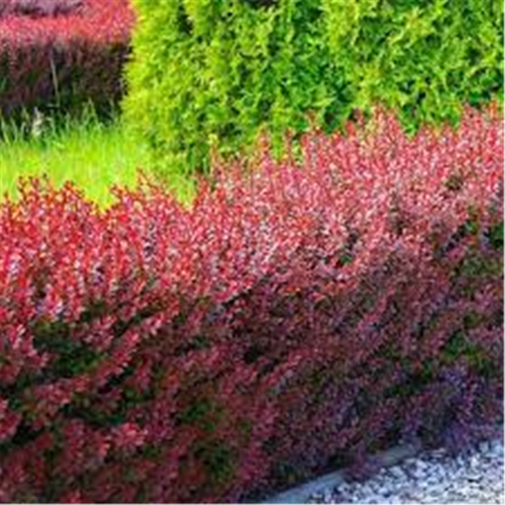 Berberis thunbergii ‘Atropurpurea’