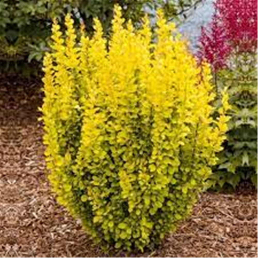 Berberis thunbergii ‘Maria’