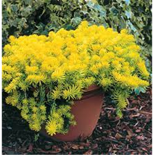 Sedum rupestre 'Angelina'