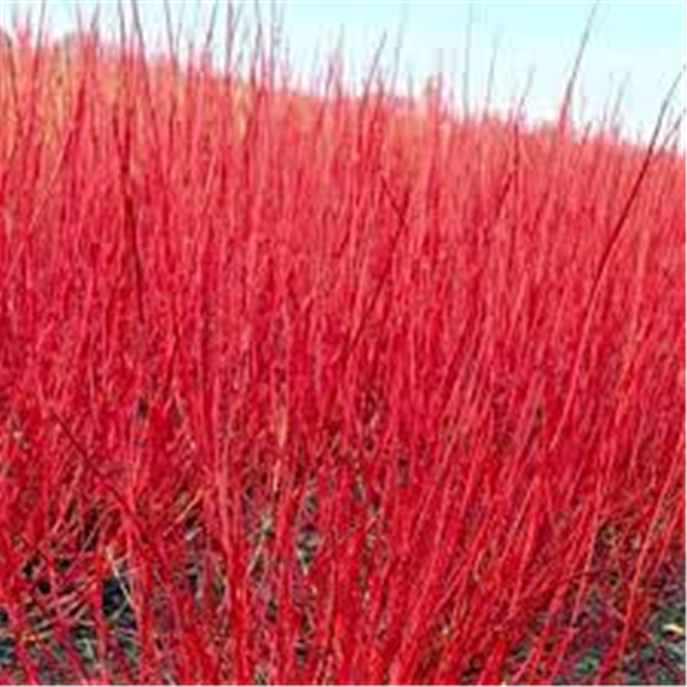 Cornus alba 'Sibirica'