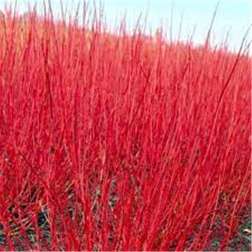 Cornus alba 'Sibirica'