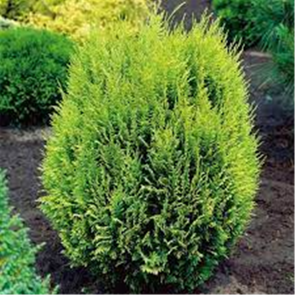 Chamaecyparis lawsoniana "Ellwoodii Gold"