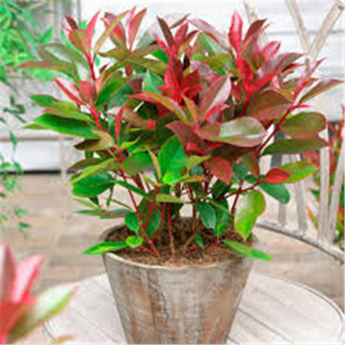 Photinia x fraseri