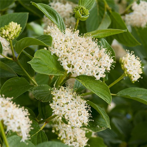 Cornus stolonifera "Flaviramea"