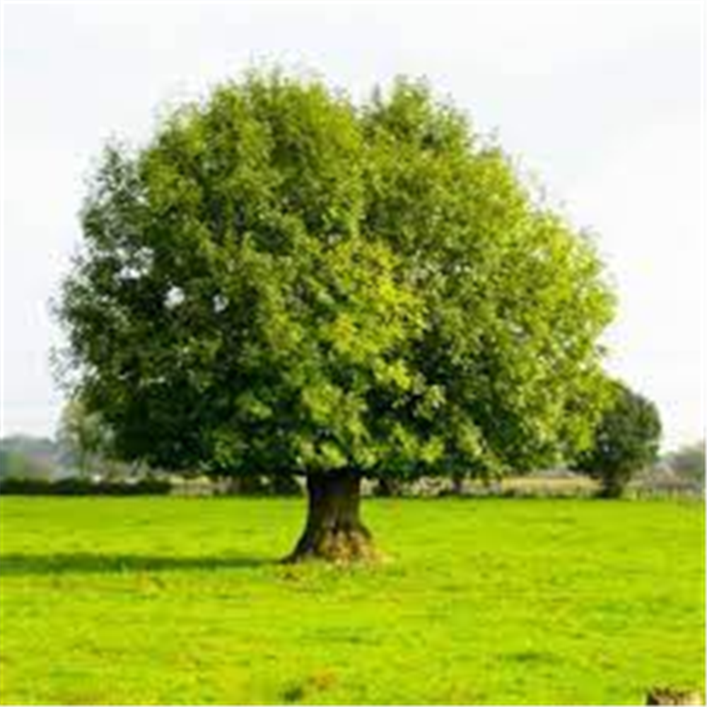 Fraxinus excelsior