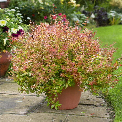 Abelia x grandiflora