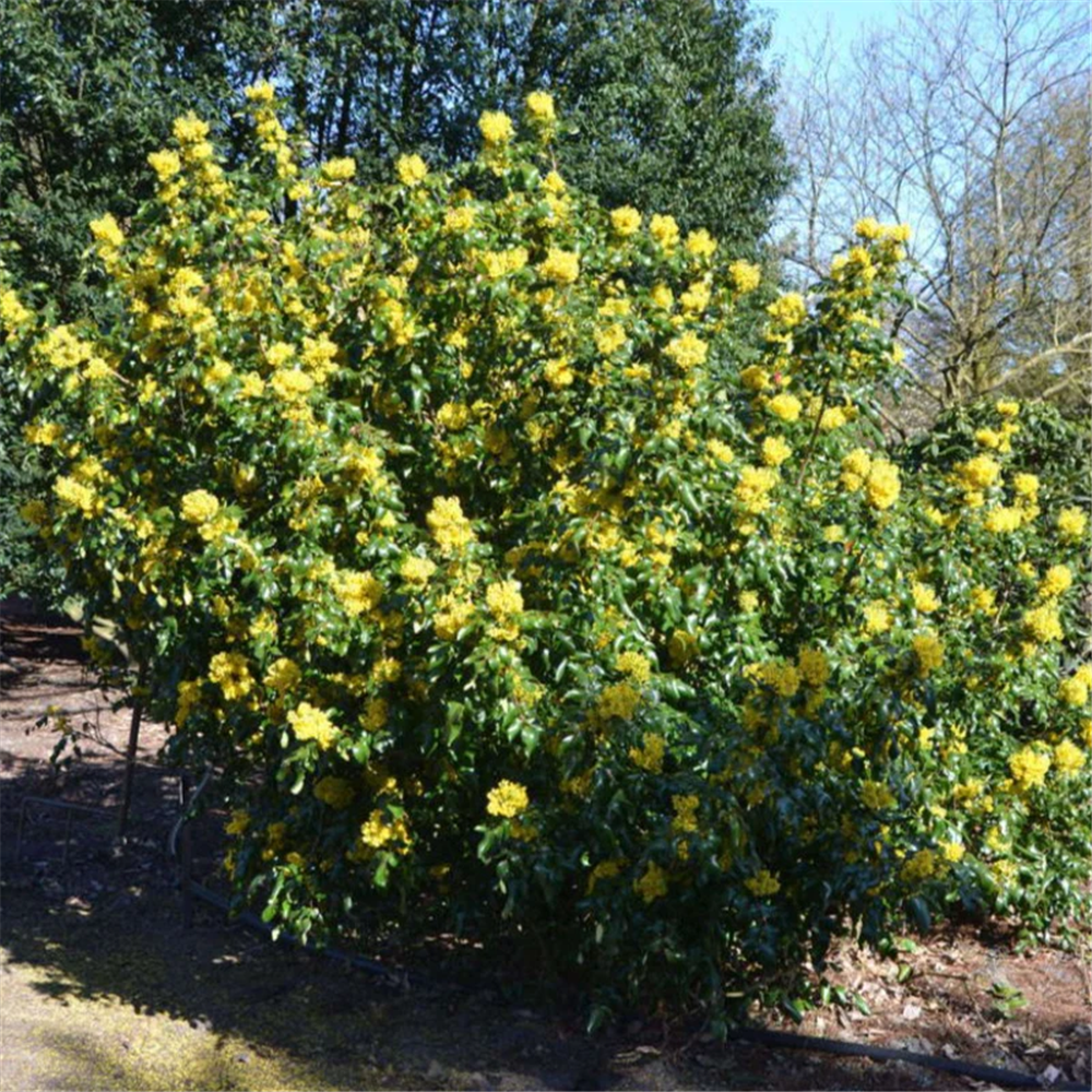 Mahonia aquifolium