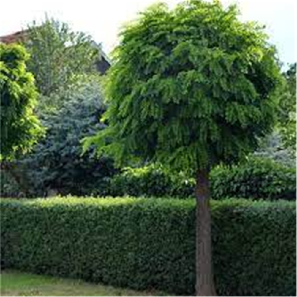 Robinia pseudoacacia "Umbraculifera"