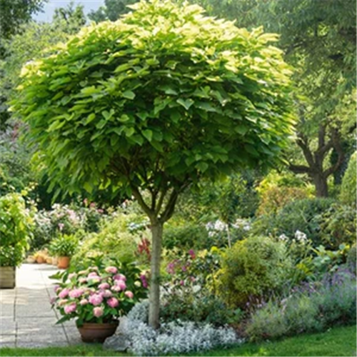 Catalpa bignonioides "Nana"