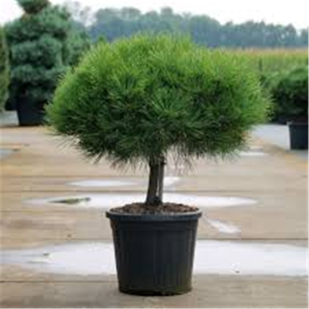 Pinus sylvestris lollipop