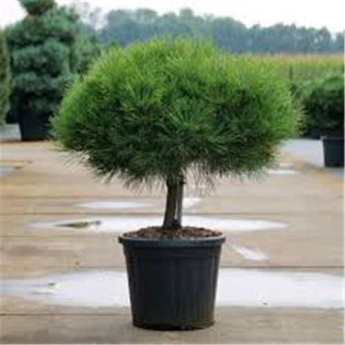 Pinus sylvestris lollipop