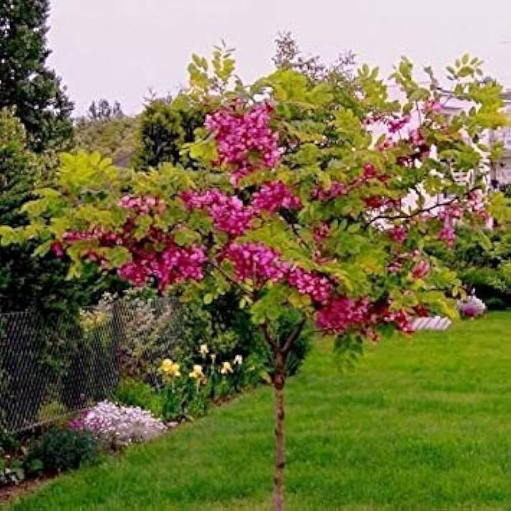 Robinia hispida