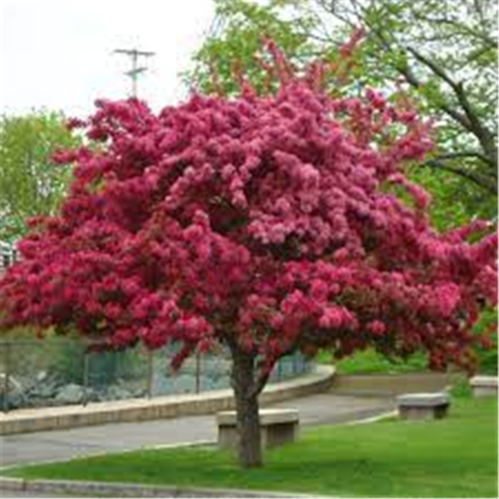 Malus floribunda "Van Houtte"