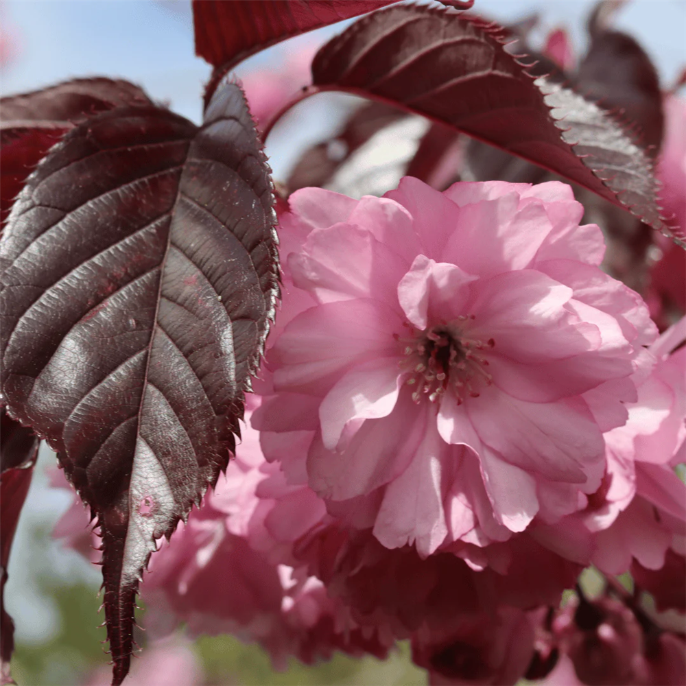 Prunus serrulata "Royal Burgundy"