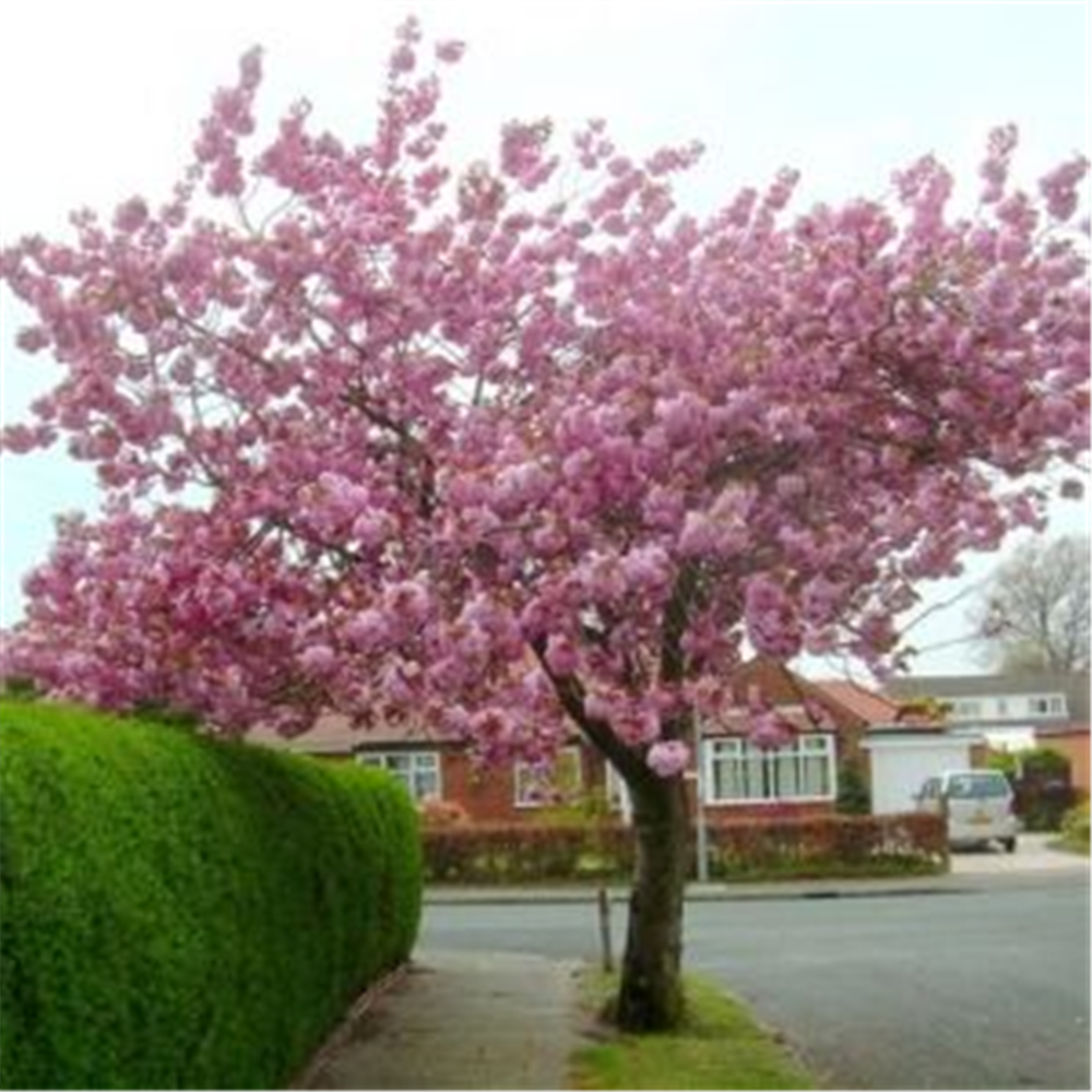 Prunus serrulata "Royal Burgundy"