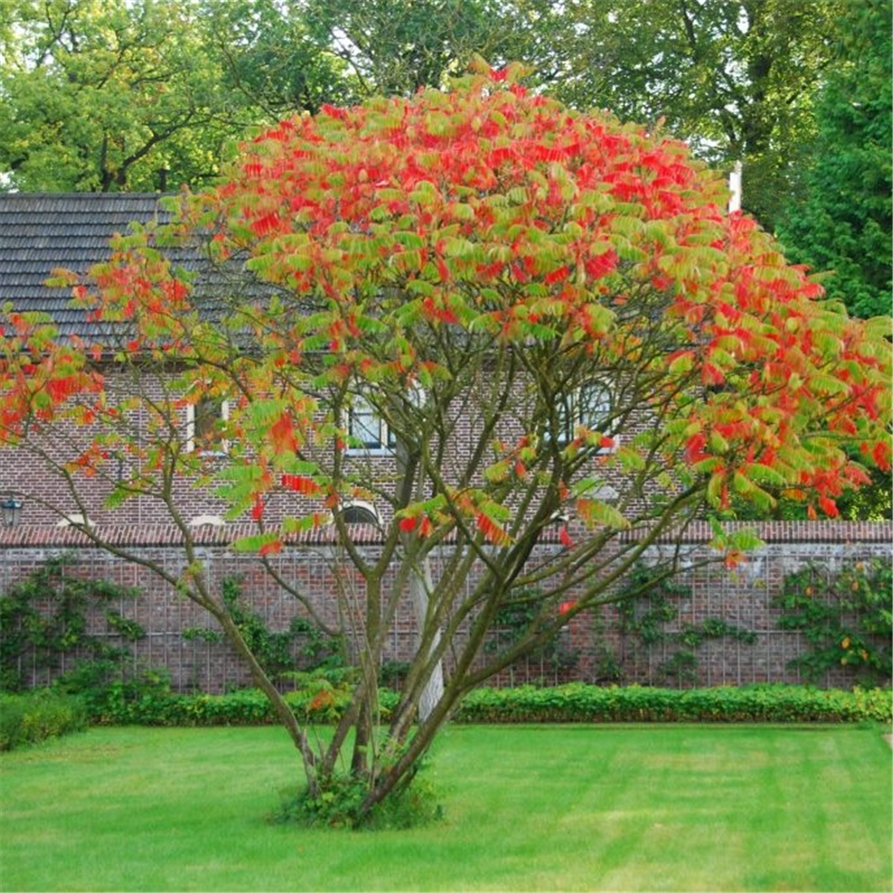 Rhus typhina