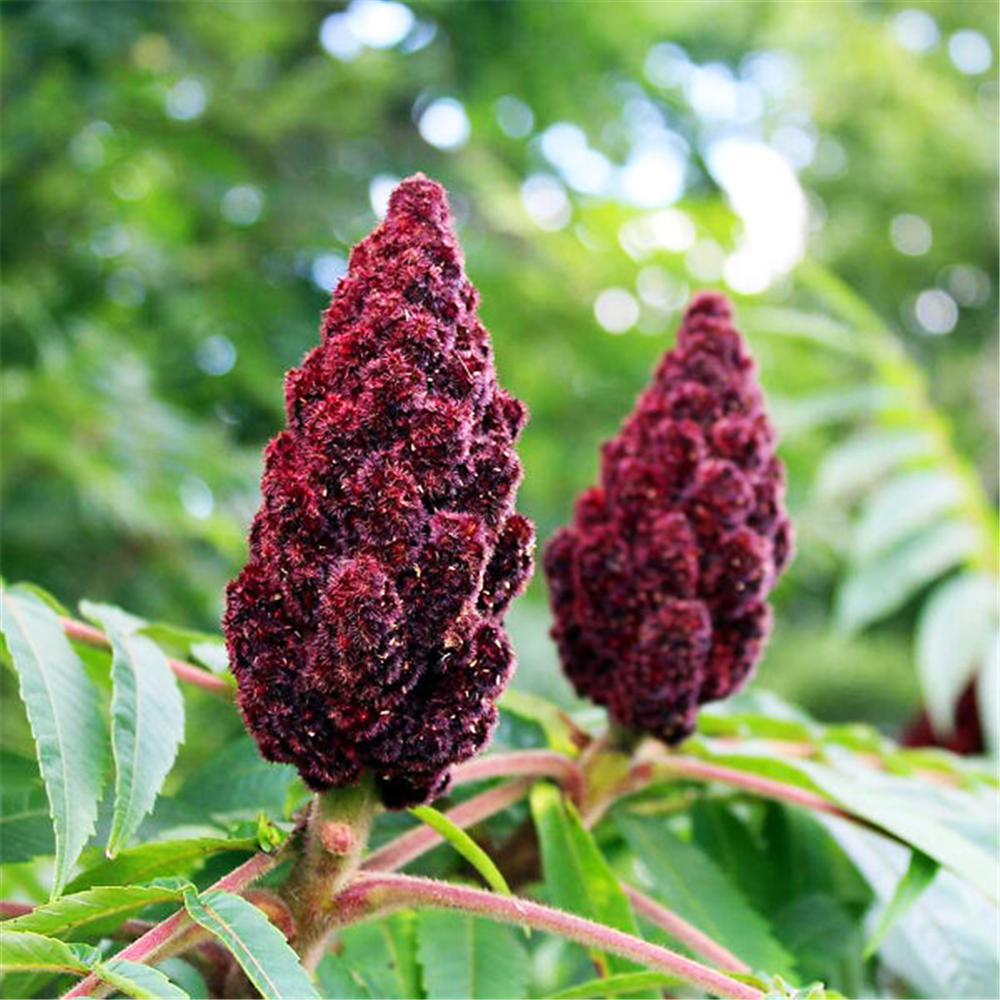 Rhus typhina