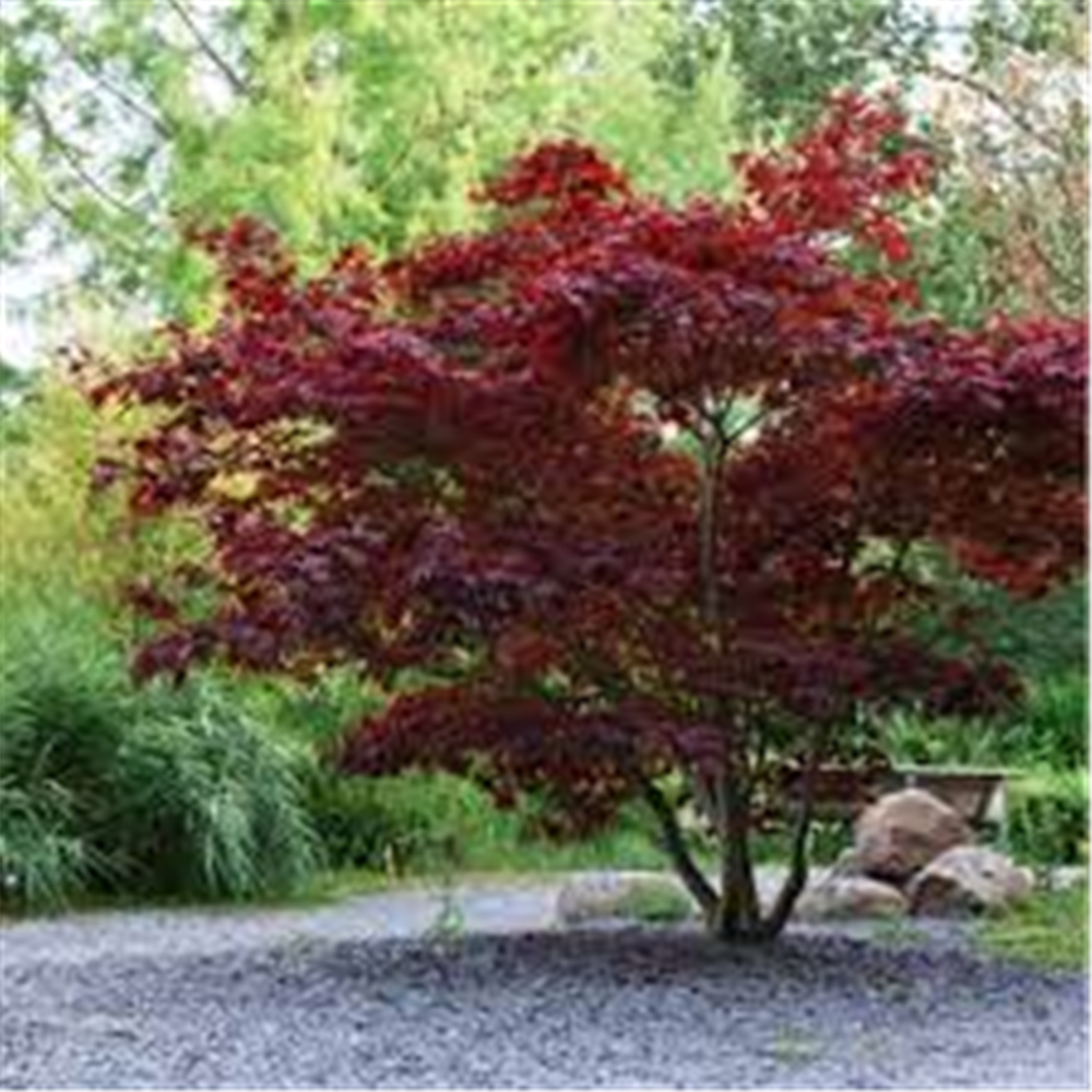 Acer platanoides "Crimson King"