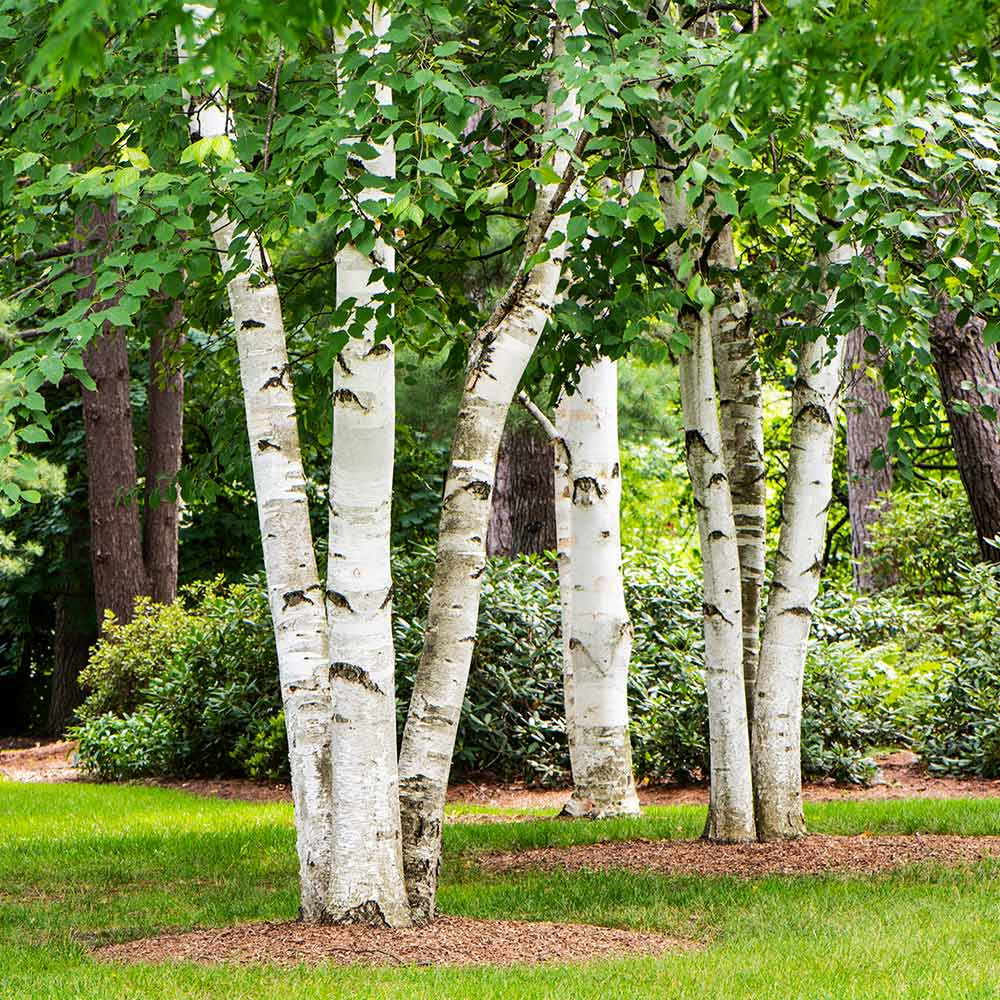 Betula alba