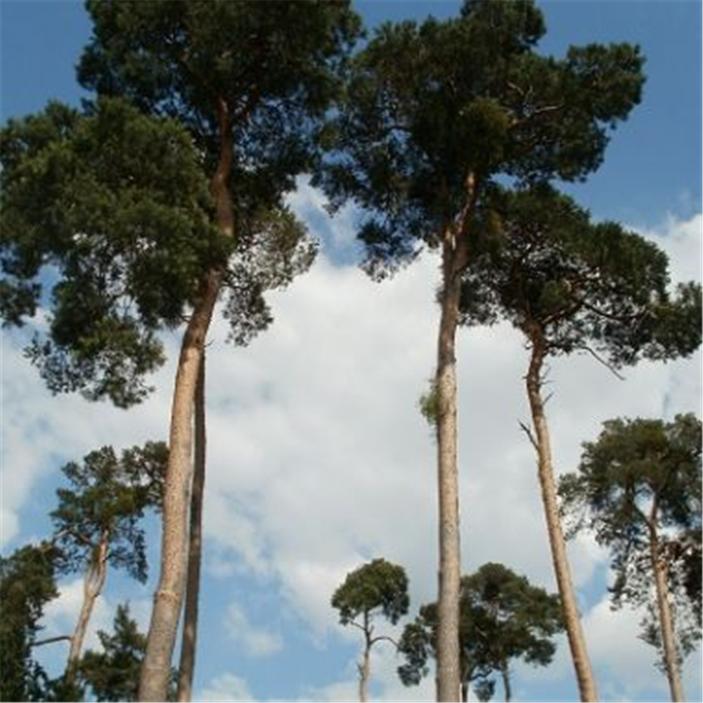 Pinus sylvestris, beli bor