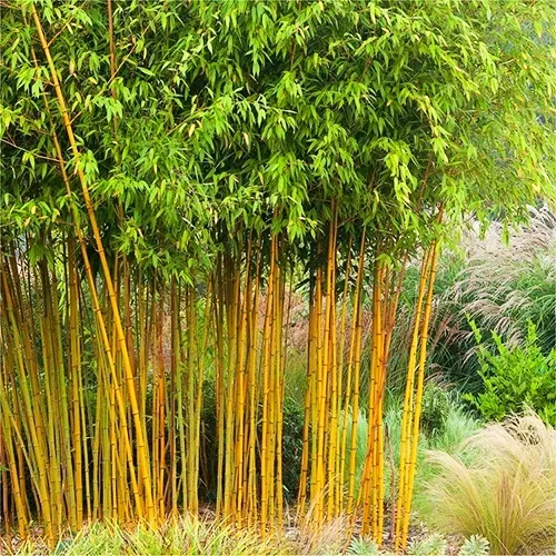 Phyllostachys aurea