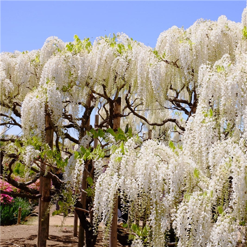 Wisteria sinensis "Alba"