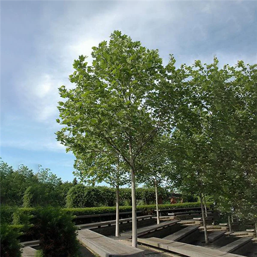 Platanus acerifolia