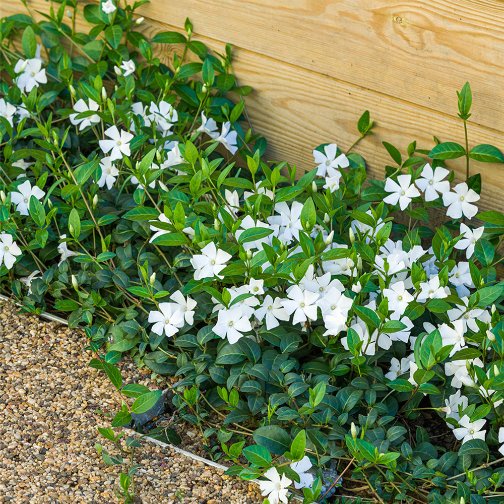 Vinca minor 'Alba'