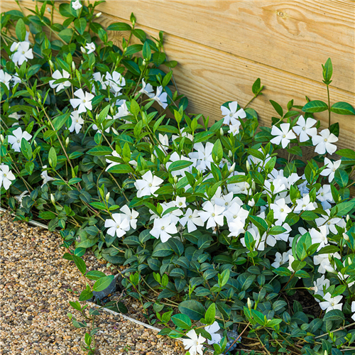 Vinca minor 'Alba'