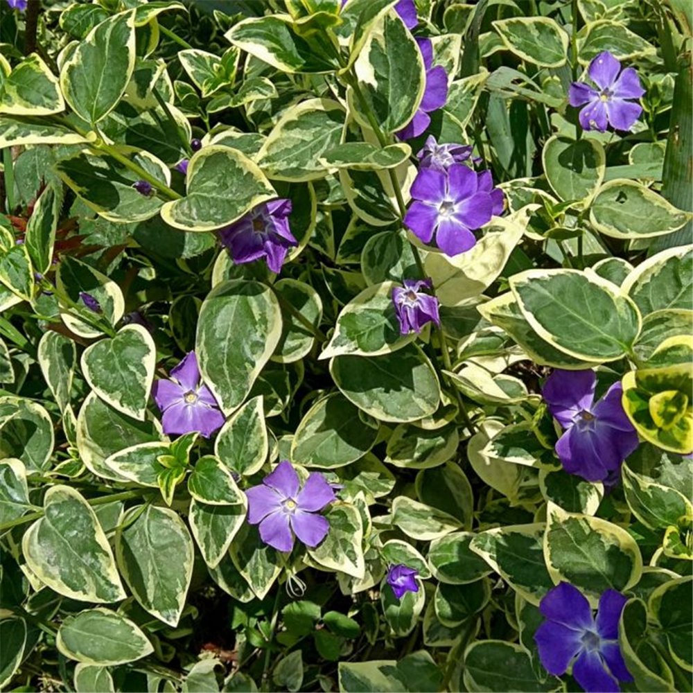 Vinca minor 'Variegata'