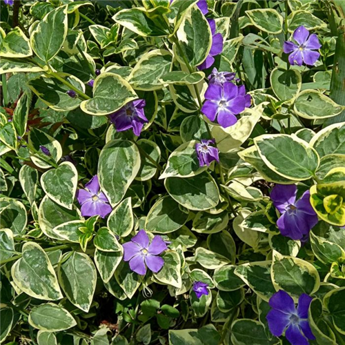 Vinca minor 'Variegata'