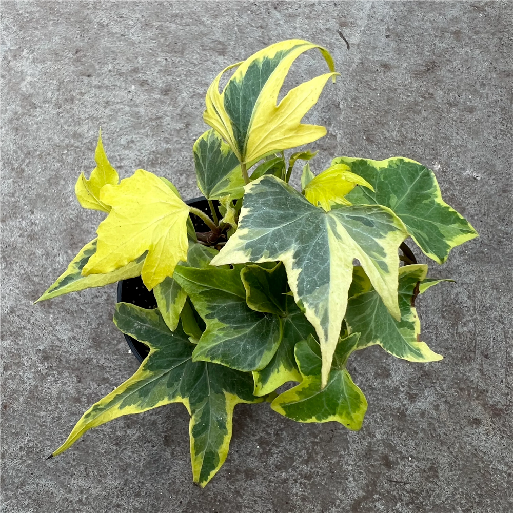 Hedera helix "Yellow Ripple"