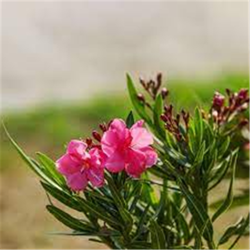 Nerium oleander