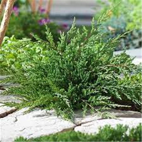 Juniperus horizontalis "Prince of Wales"