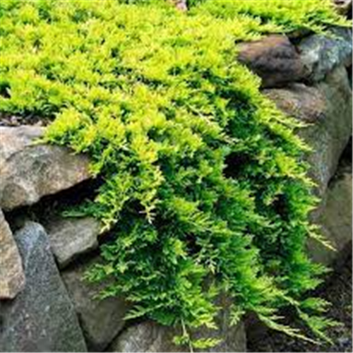 Juniperus horizontalis 'Golden Carpet'