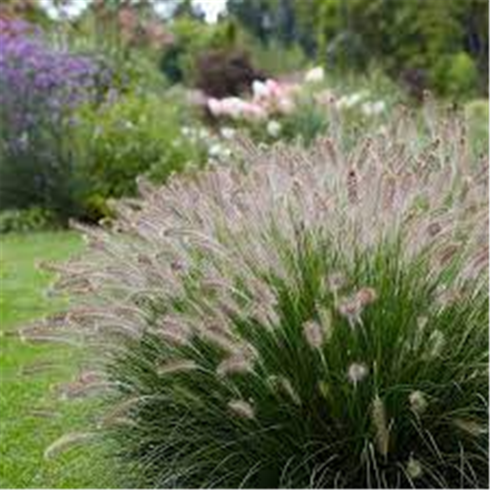 Pennisetum alopecuroides