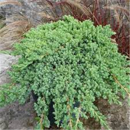 Juniperus procumbens "Nana"