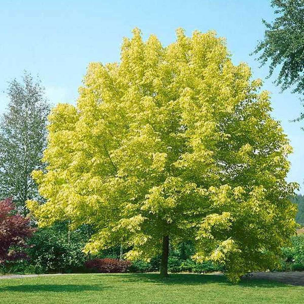 Acer negundo 'Variegata'