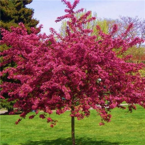 Crataegus Laevigata 'Paul s Scarlet'