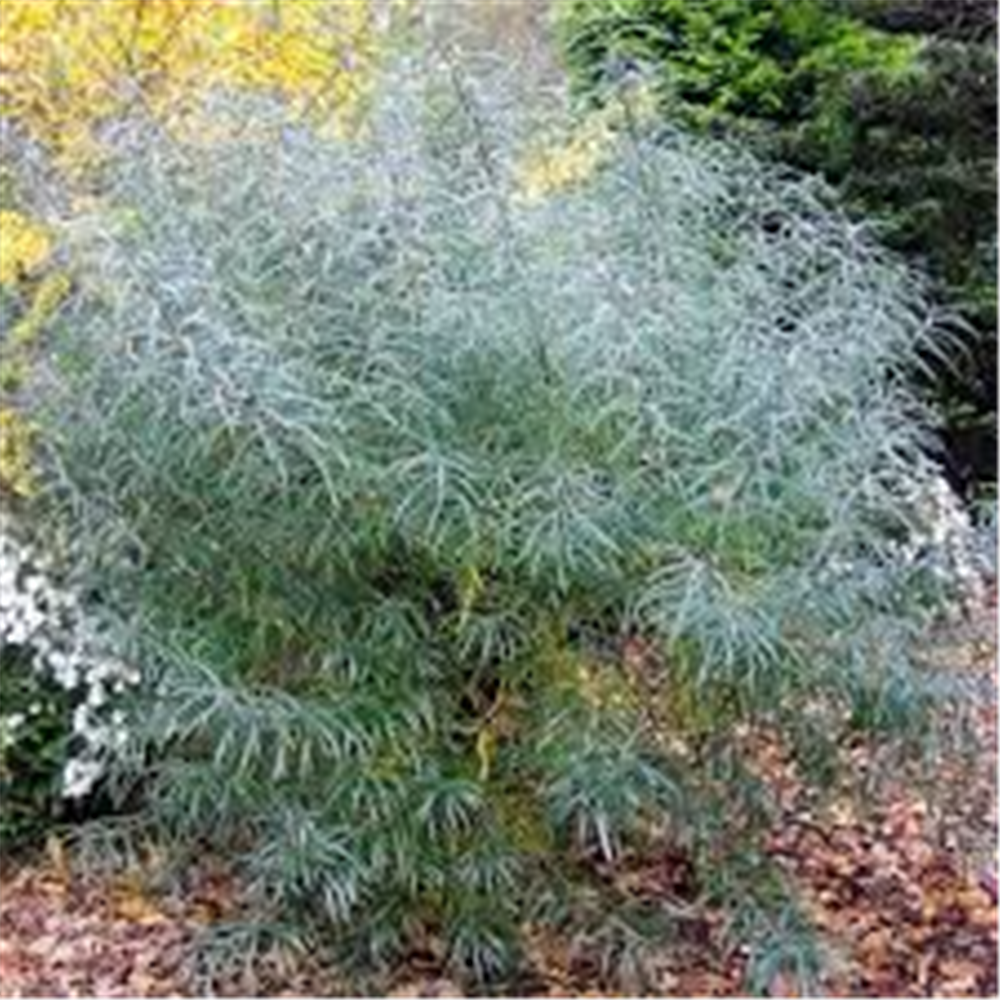 Salix rosmarinifolia