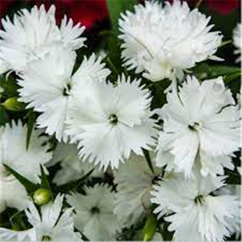 Dianthus plumarius, majski karanfil beli