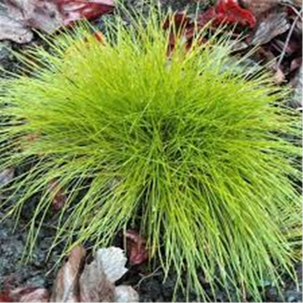 Festuca glauca "Golden Toupee"