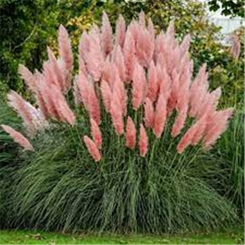 Cortaderia selloana "Pink"