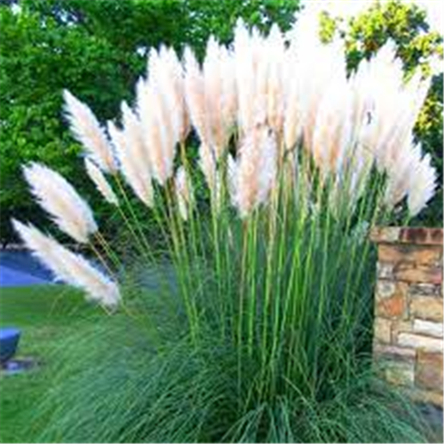 Cortaderia selloana