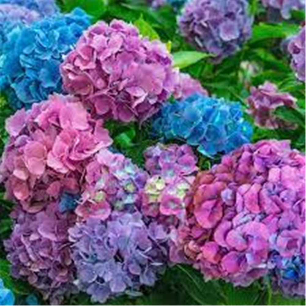 Hydrangea