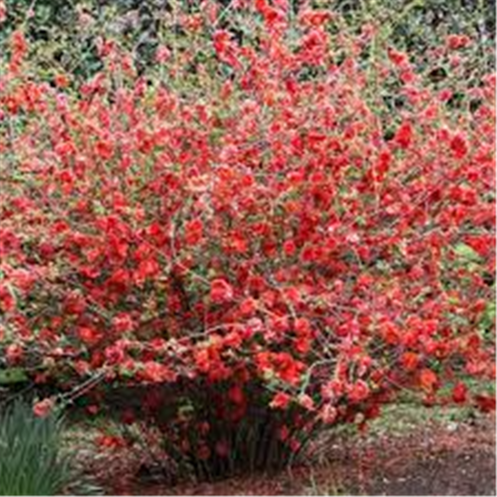 Chaenomeles japonica